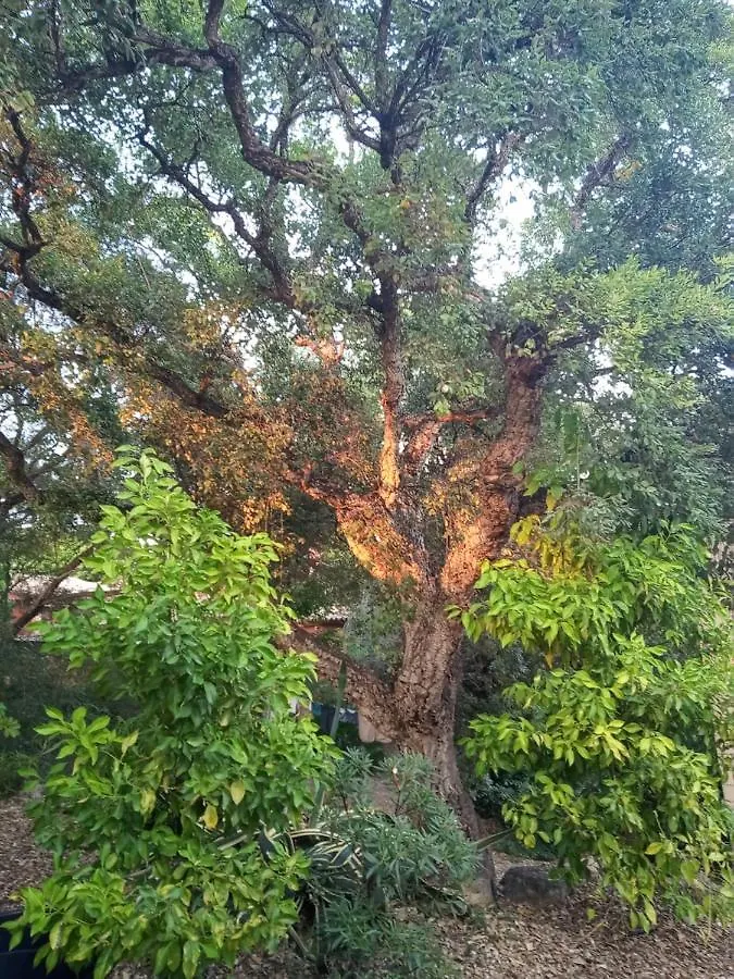 民宿 Estancia En Plena Naturaleza-Andrea 索托格兰德 西班牙
